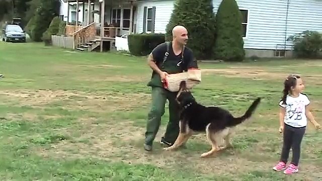 GERMAN SHEPHERD PROTECTING 4 YEAR OLD LITTLE GIRL FROM BAD GUY