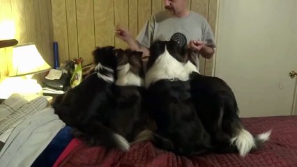 Smart Dog switches places in the treat line to get extra while the other dogs wait patiently