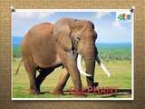 LEARN ANIMALS NAMES & ABC- LEARN ANIMALS NAMES FOR KIDS- FOR TODDLERS- FOR PRESCHOOLER- FOR CHILDERN