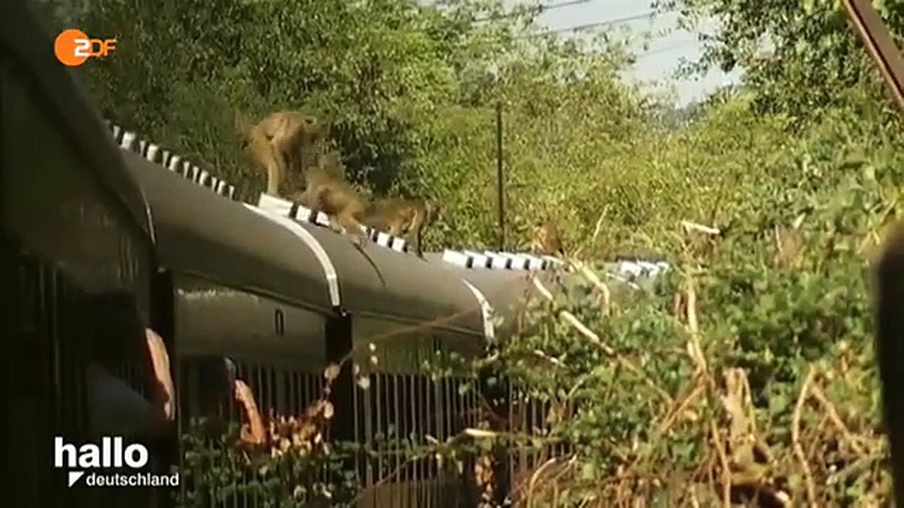 hallo deutschland: Mit dem Luxuszug durch Südafrika (2)