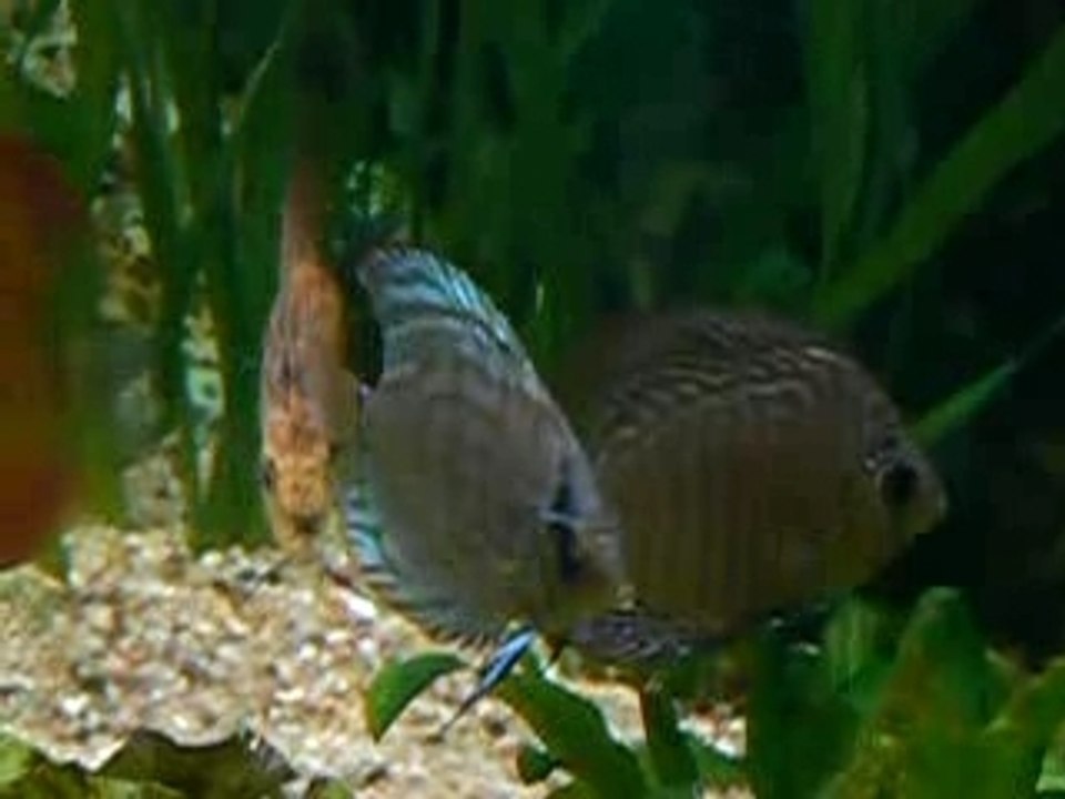 Discus 040
