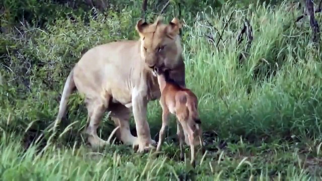 Дикий лев защищает маленького телёнка