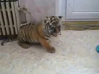 Очаровательный тигренок-котенок: Маленький хищник с большим сердцем 🐯