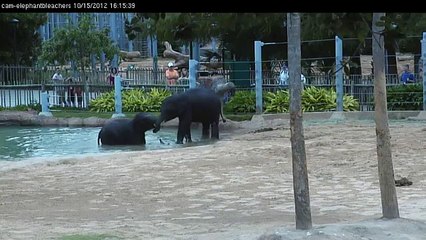 Baby Elephants Tupelo and Baylor Play in the Pool[1]