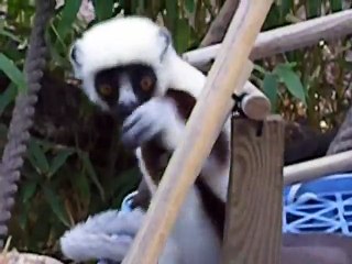 Kelyfamata Bounces Around