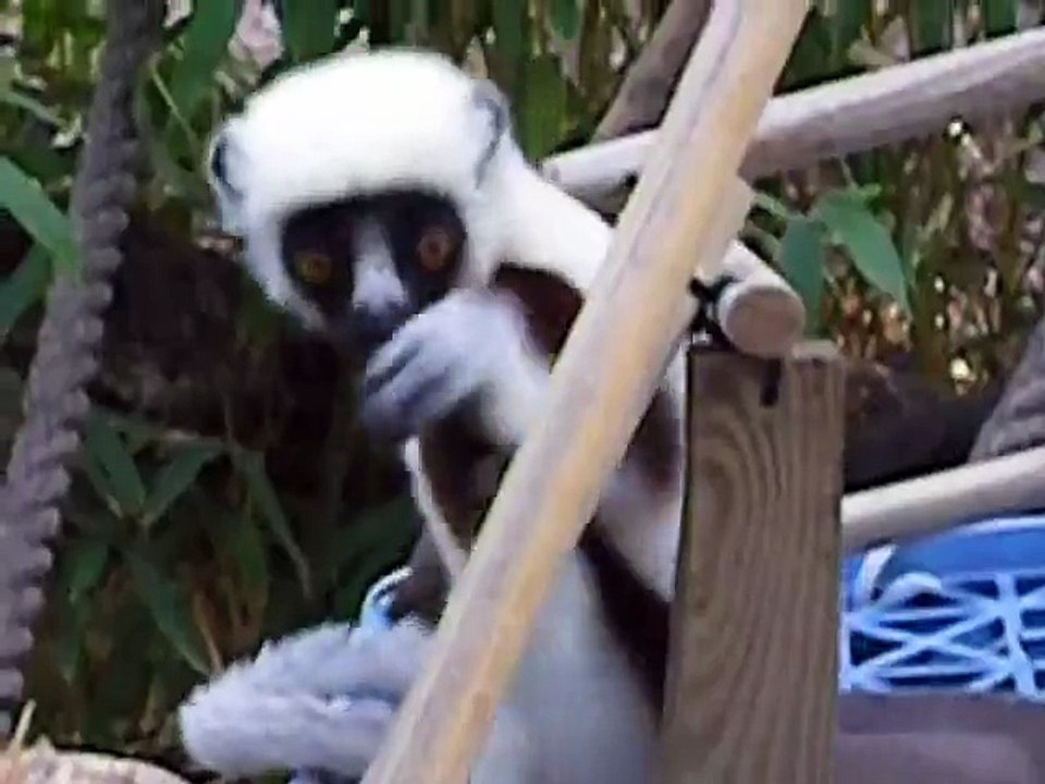 Kelyfamata Bounces Around