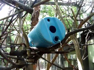 Pied Tamarin Enrichment
