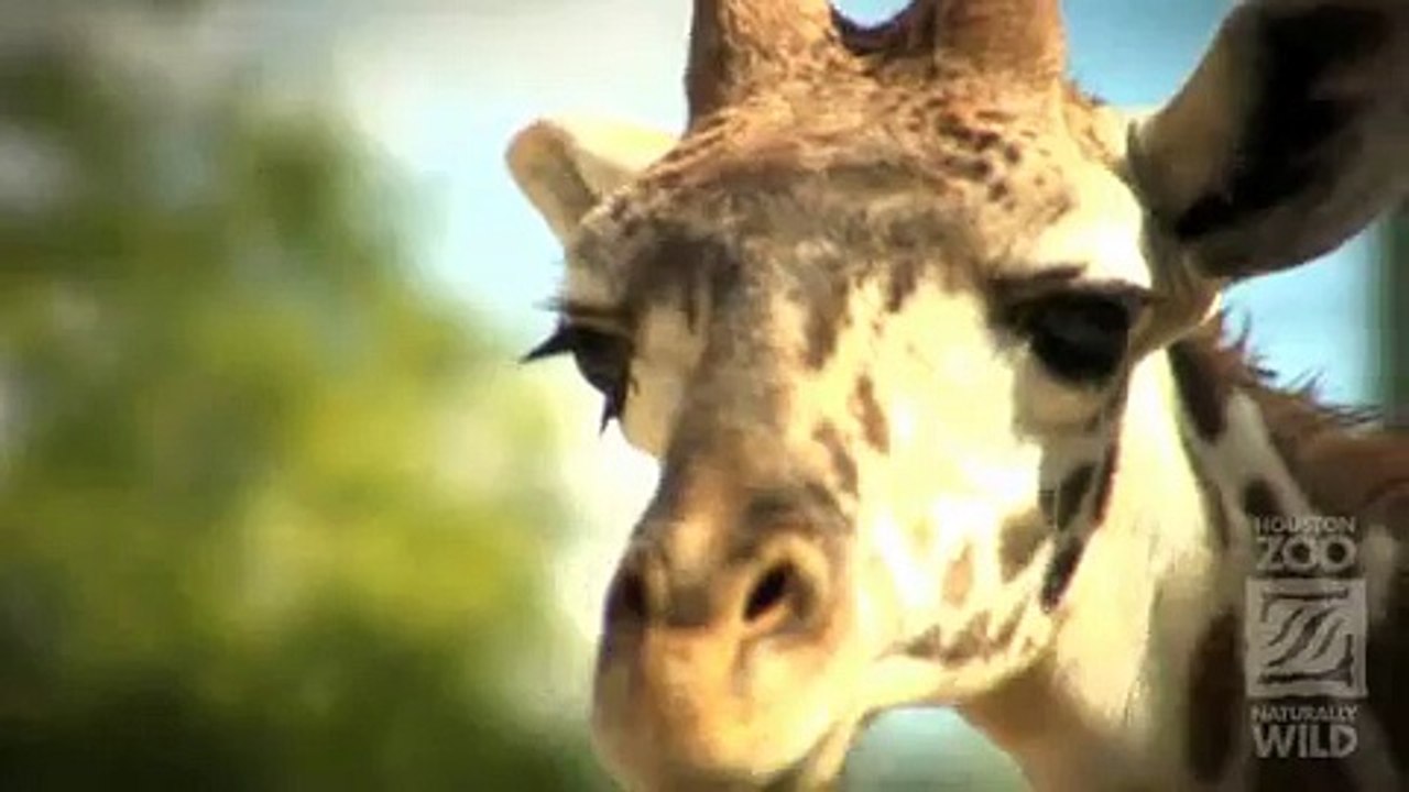 Giraffes at the Houston Zoo African Forest