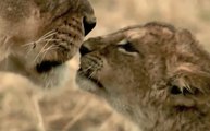 Unlikely funny animal friendships compilation video ~ a tearjerker