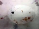 Flamingo Egg Starting to Hatch