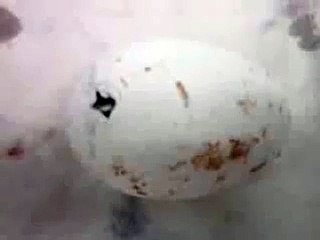 Flamingo Egg Starting to Hatch