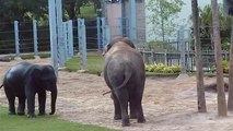 Houston Zoo Elephants - Tucker and Thai Tussle!