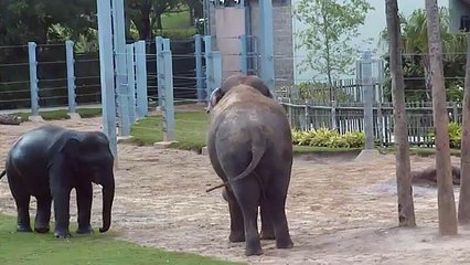 Houston Zoo Elephants - Tucker and Thai Tussle!