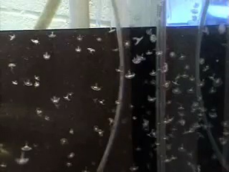 Baby Jellies