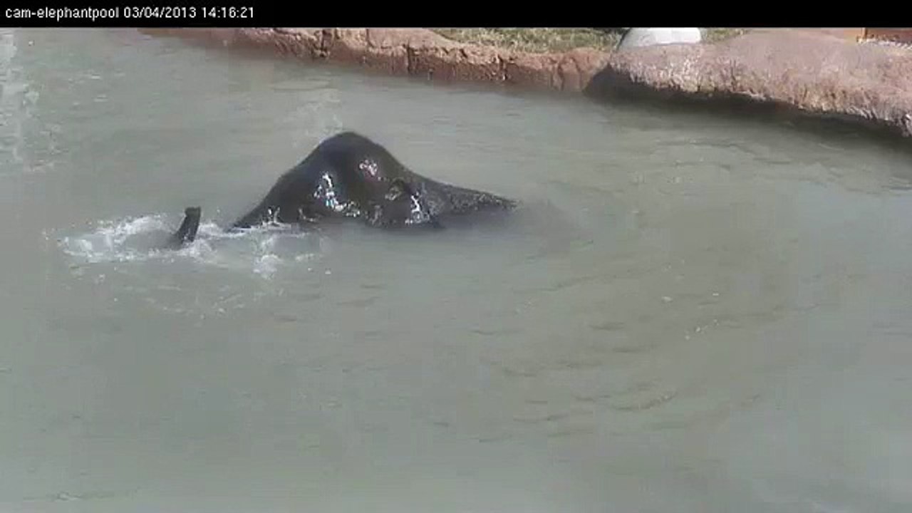 Swimming in the Sun