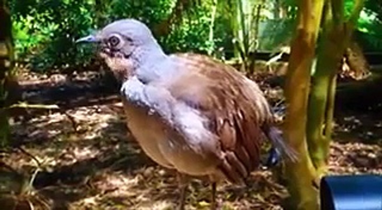 VID-20151111-WA0040