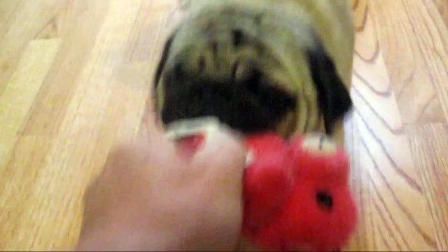 dog Cute Pug Won't Share His Toy share