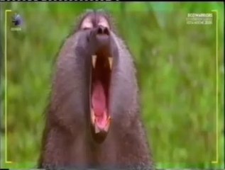 Babuinos: Sentido social del tacto