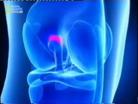 Colageno biomejorado: Reparacion del ligamento anterior cruzado