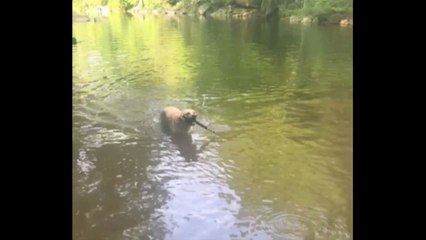Dog Juggles Stick In The Water