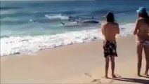 Amazing Shark Attack on Giant Whale_ Hundreds of Sharks_ Wild Animal Attacks