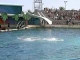 Antibes Marineland Best of