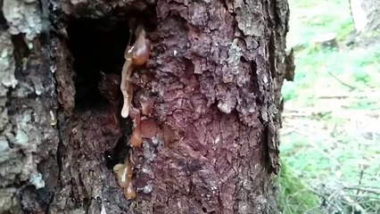 Çam Sakızı Çoban Armağanı
