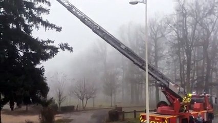 LE CREUSOT : Les pompiers pour un chat dans un arbre