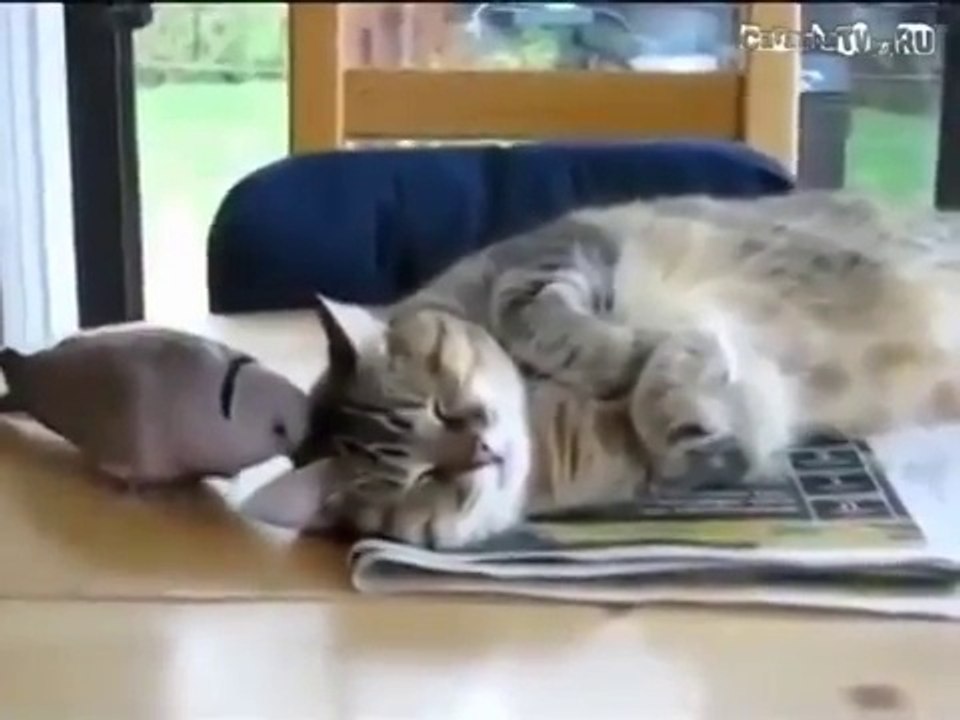 Невозмутимый кот)