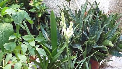 Κοινή Περπατώντας στην οδό… ταράτσας 05-09-15