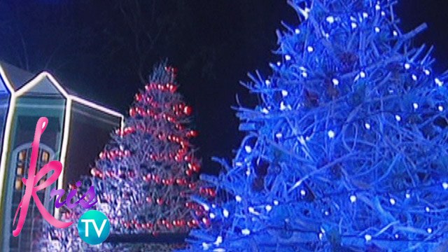 Kris TV: Recycled Christmas Trees