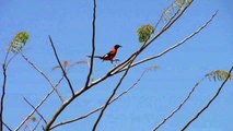 ecology Currupiao brazilian bird watching bird ecologia