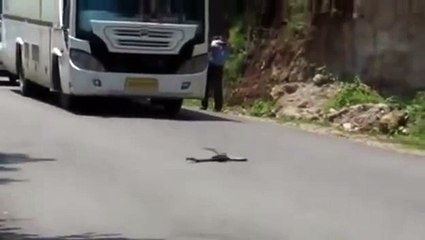 Mungos i Zmije: Priča o Lovu i Preživljavanju 🐍