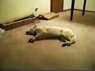 اوئے کتا خواب دیکھ رہا تھا ھا ھا ھا (Nightmare for the dog)