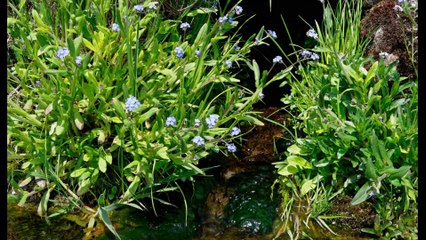 2008-05-10 WE au Mont Mézenc