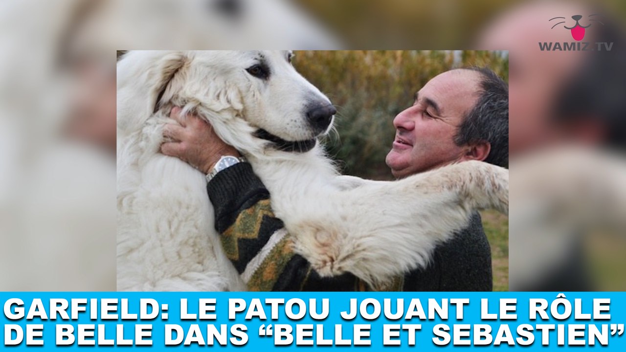 Découvrez Garfield, le patou jouant le rôle titre de Belle dans "Belle et Sébastien" ! Maintenant dans la minute chien #74