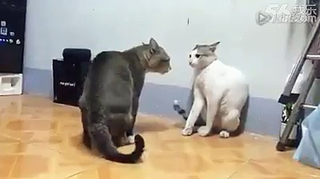 Cats Funny Fight