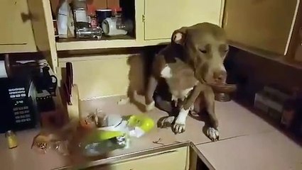 get caught raiding the food cupboards