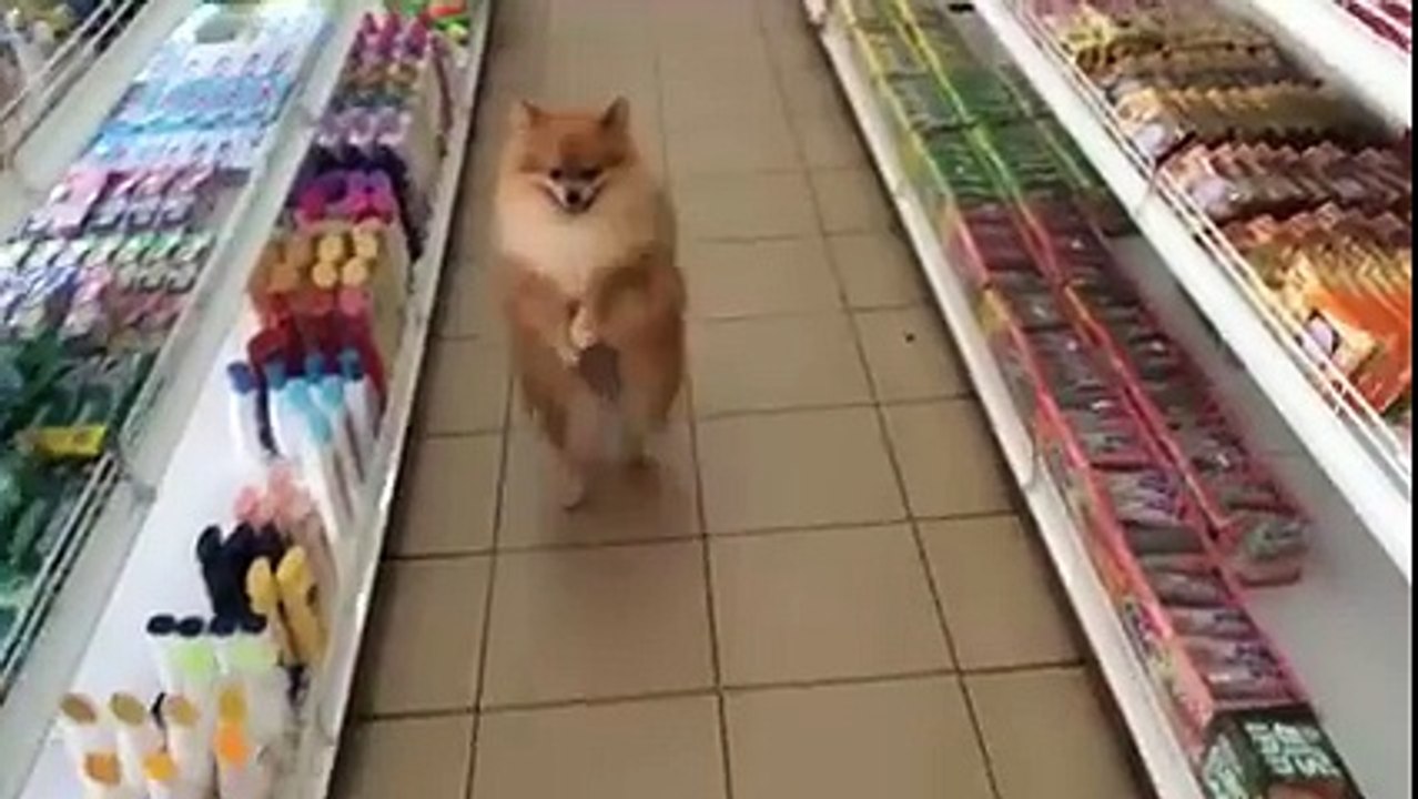 YAN Videos