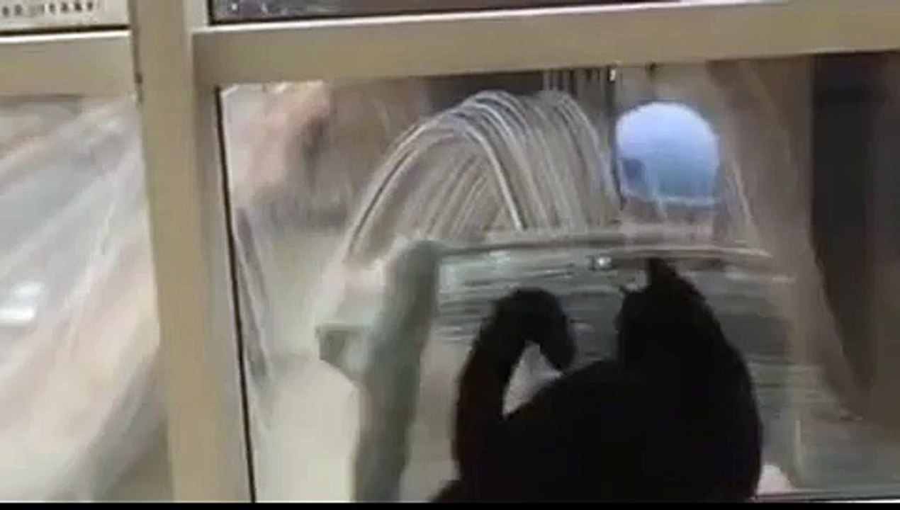 Cat Loves Window Washing