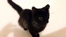 One Eyed Kitten Chases Her Tail in a Bathtub