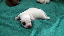 5ème vidéo Chiot n°2  Mâle de la 23ème portée de STAFFORDLAND