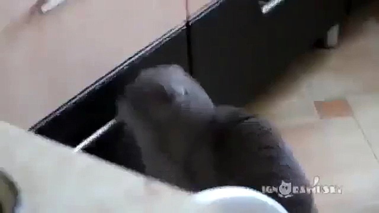 Çekmece Karıştırırken Yakalanan Masum Kedi