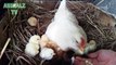 Une maman poule montre à ses petits poussins comment picorer... Petite leçon!