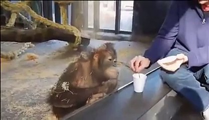 Sihirbaza gülen tatlı maymun