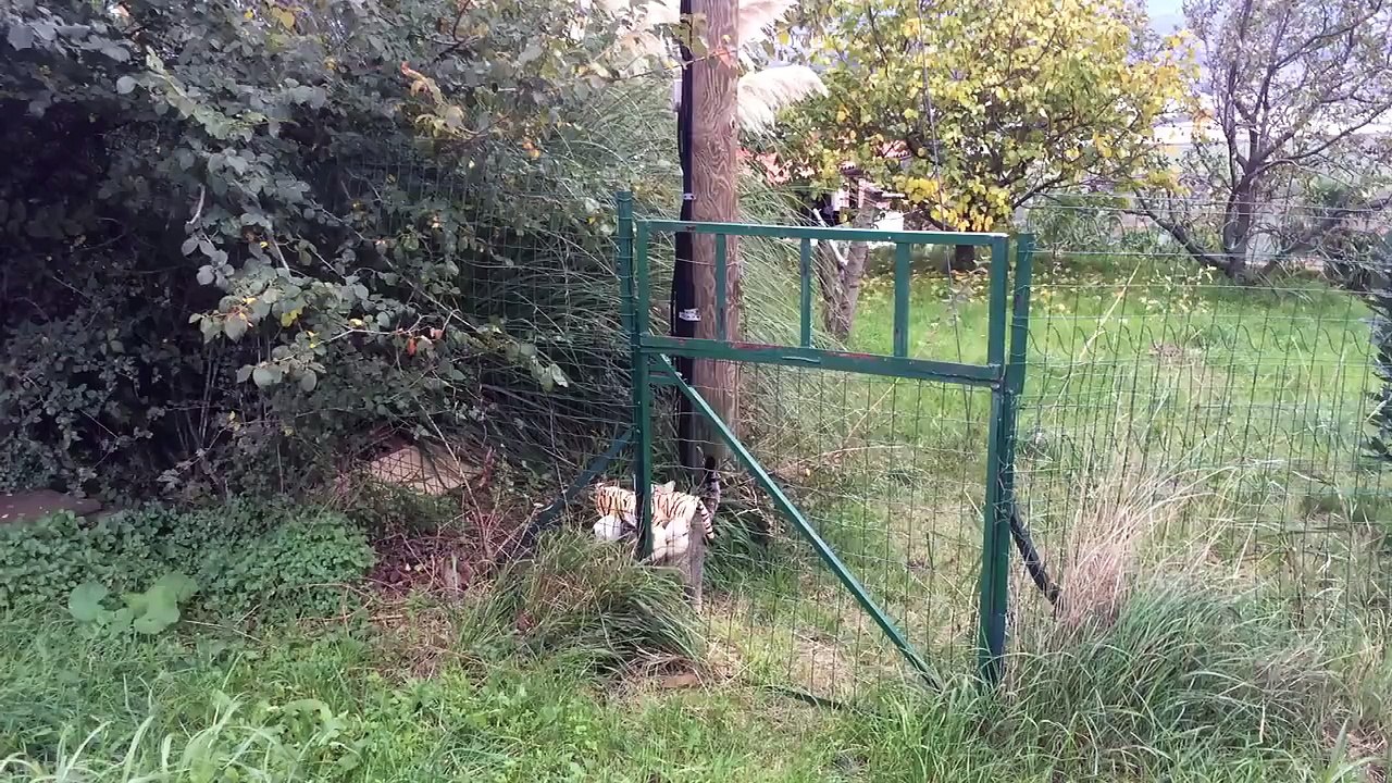 Un chat vole un tigre en peluche chez le voisin