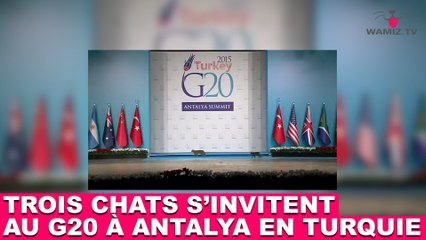 Trois chats s'invitent au G20 à Antalya en Turquie ! À découvrir tout de suite dans la minute chat #75