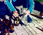 Şarhoş Kediler Şarkı Söylerken Kameraya Yakalandılar