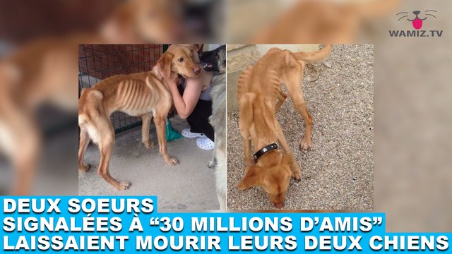 Deux soeurs signalées à 30 millions d'amis laissaient mourir de faim leurs deux chiens. L'histoire dans la minute chien #75
