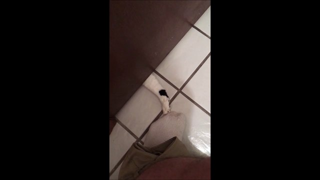 Quand ton chat t’embêtes alors que tu es aux WC